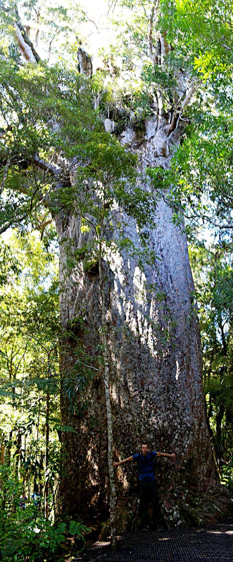 Waipoua Forest Yakas