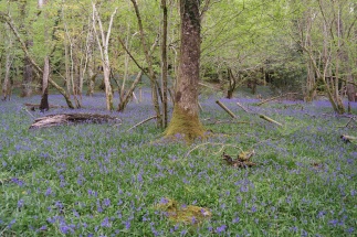 Feld von Bluebells in Wales