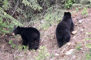 Junge Schwarzbären im Yoho Nationalpark in Kanada