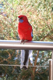 Papagei Halls Gap Lakeside Tourist Park