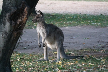 Tschüss Känguru
